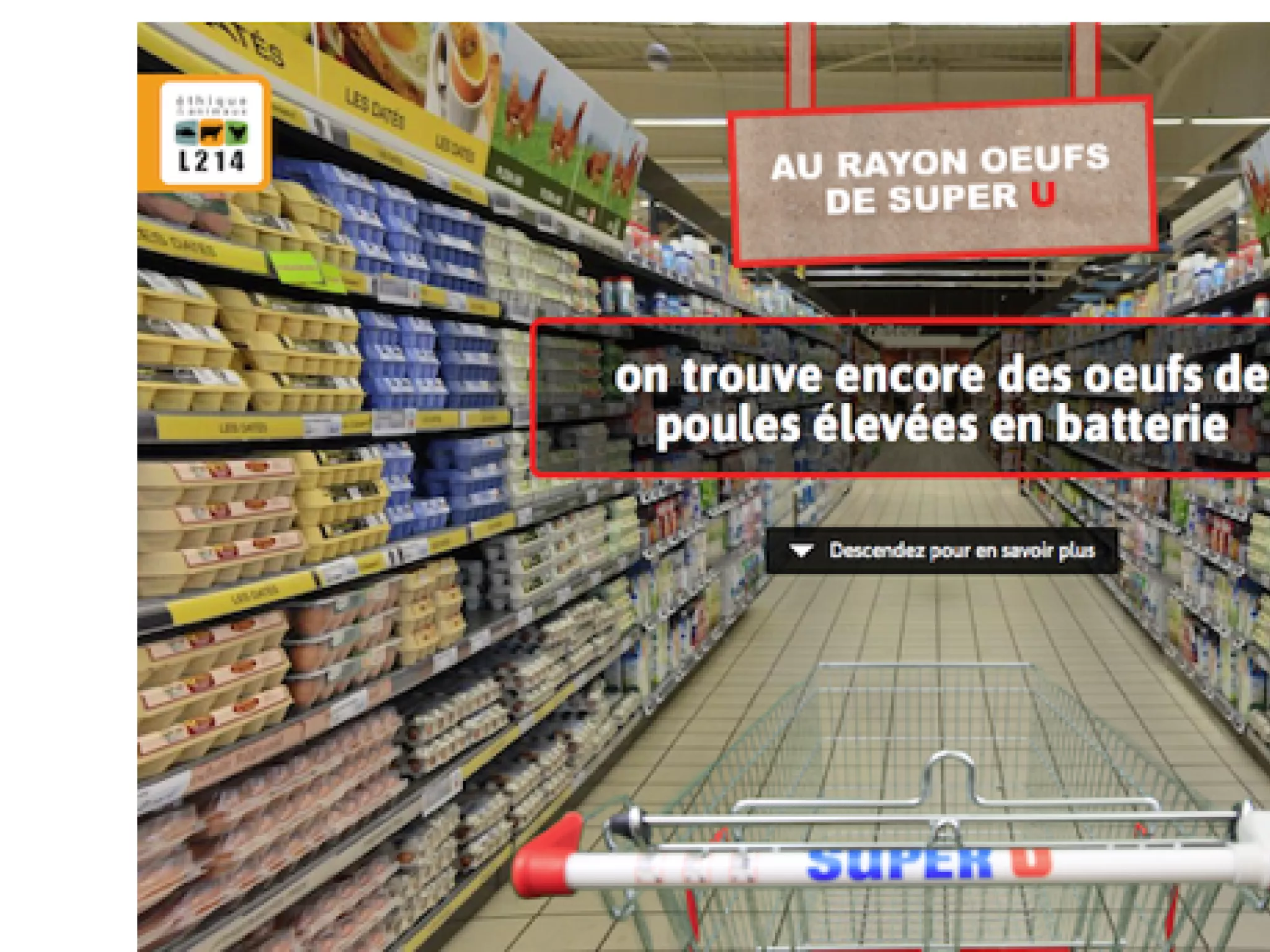 Appel à la fermeture d'élevages indignes et au boycott des oeufs qui en sortent