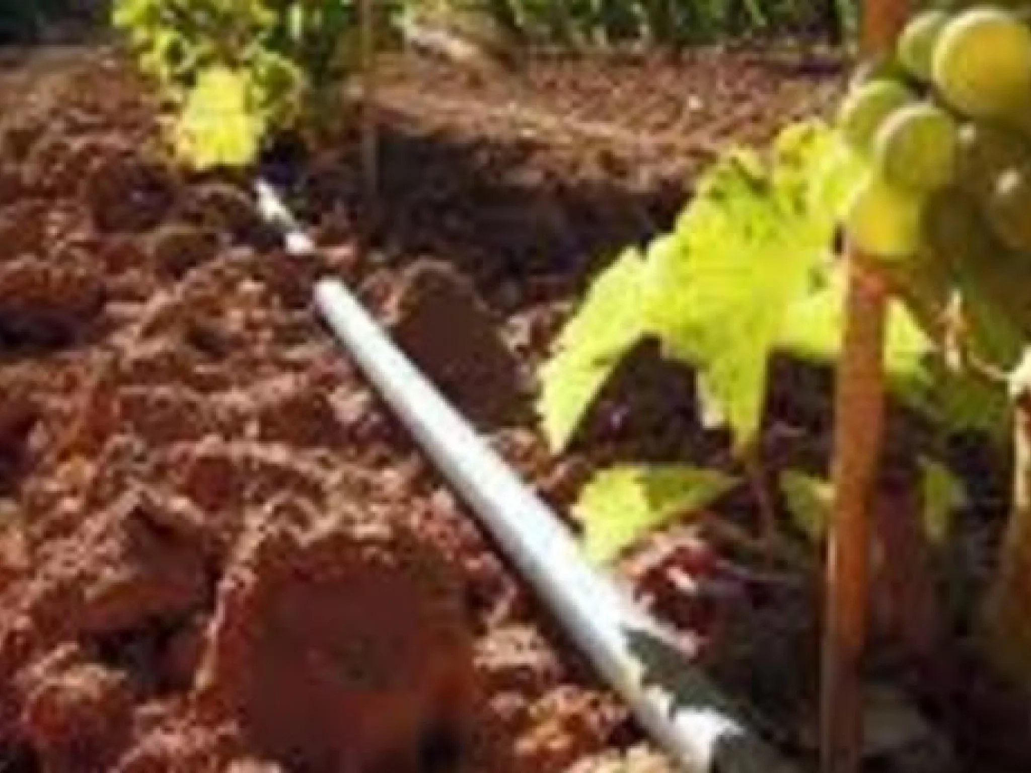 Irrigation agricole à partir des eaux du Rhône
