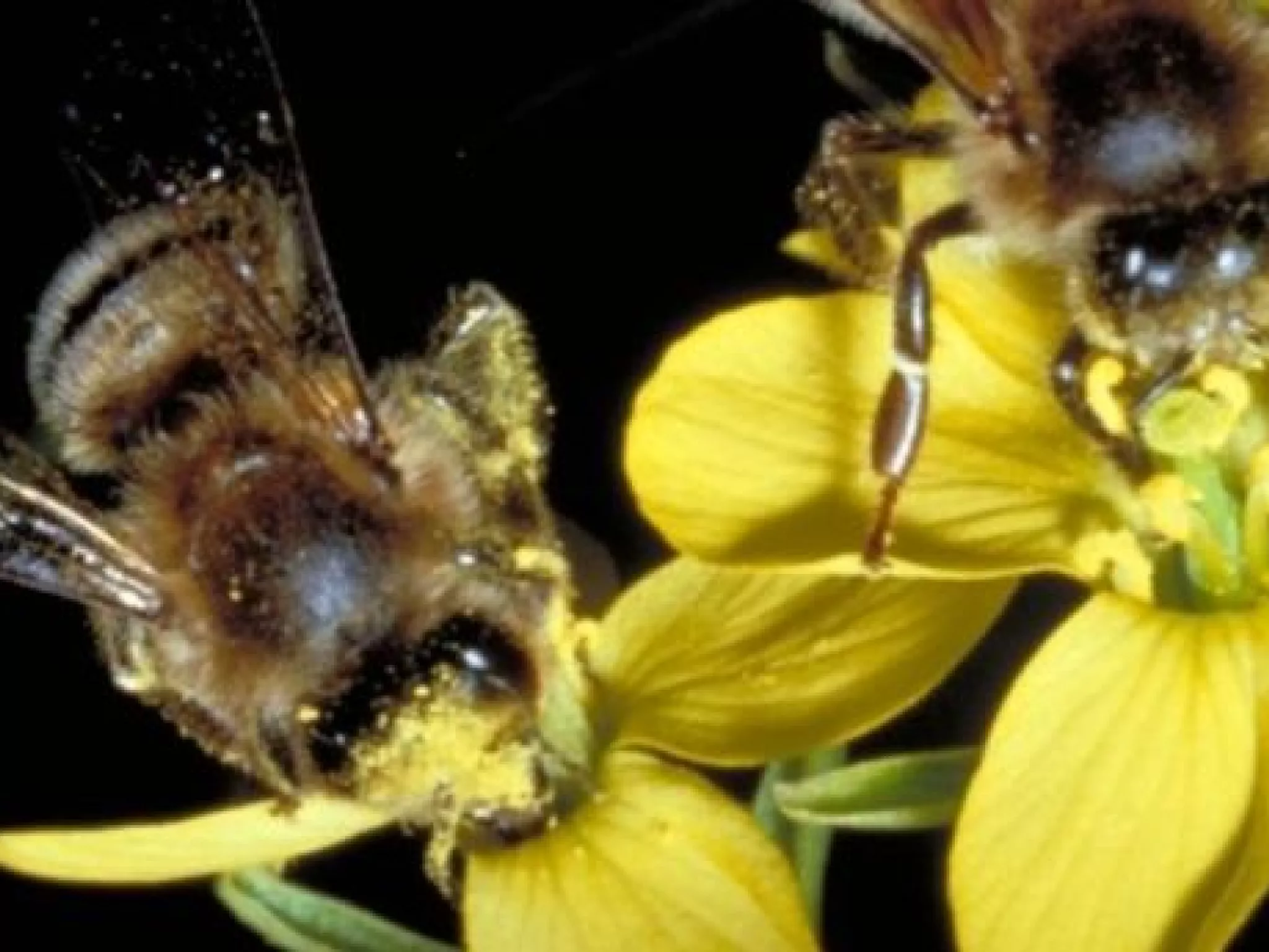 Colza, tournesol : les abeilles augmentent le rendement