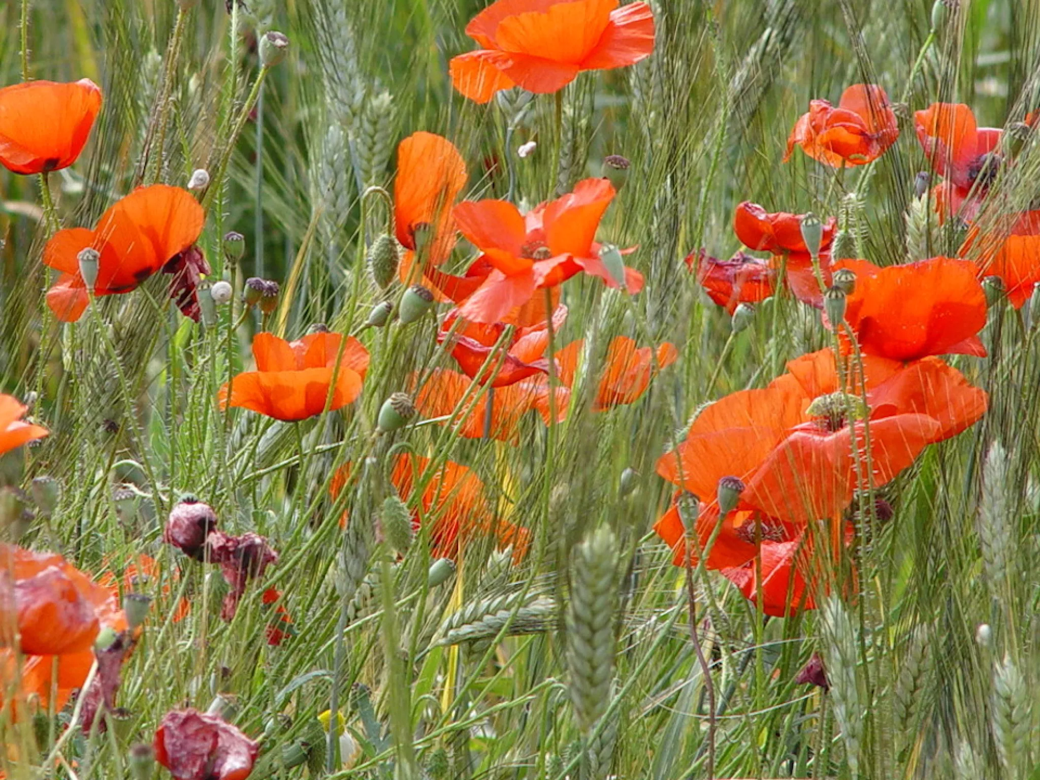 coquelicots