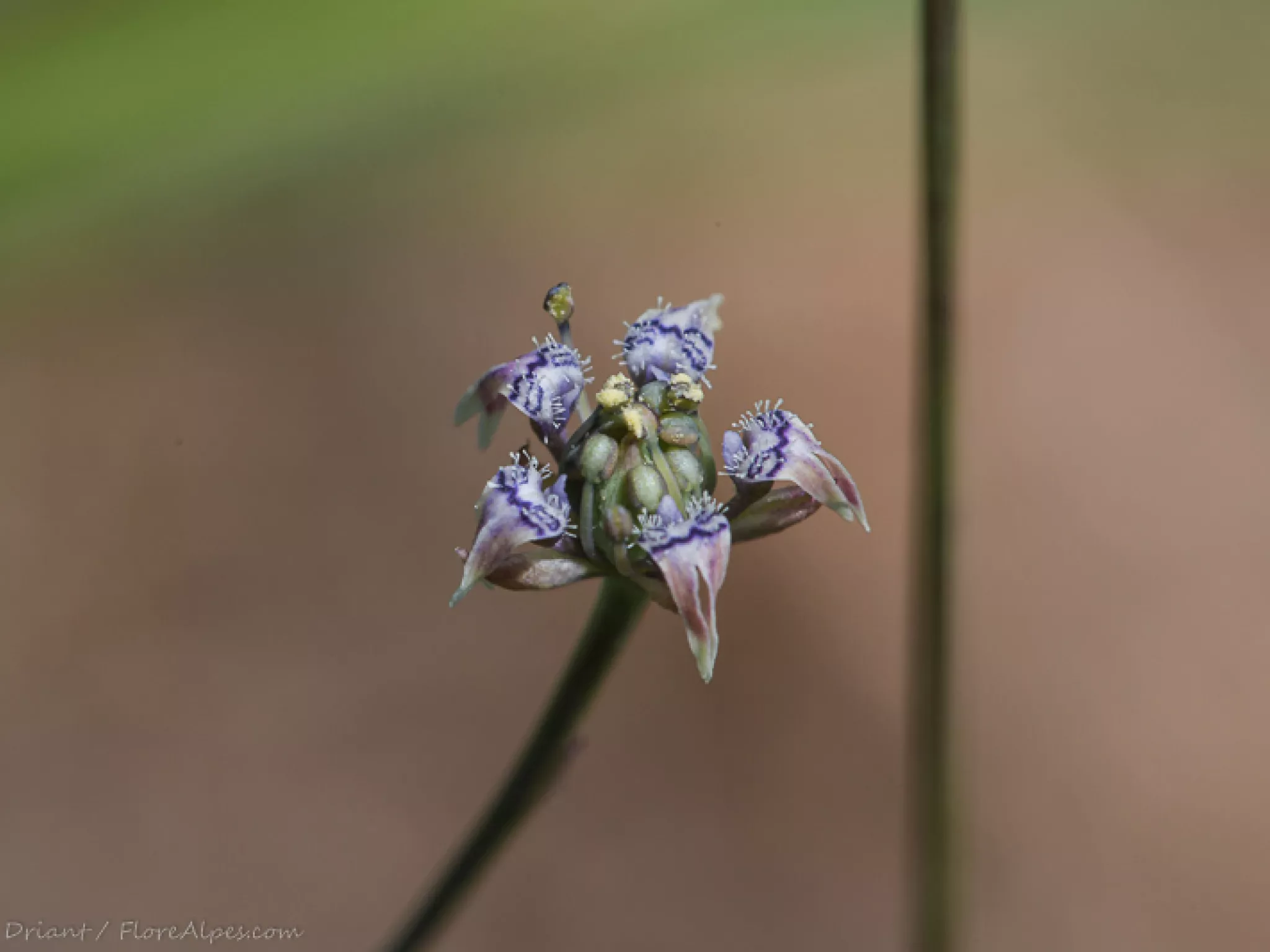 ENS des Platrières : sauvegarde de la Garidelle fausse nigelle