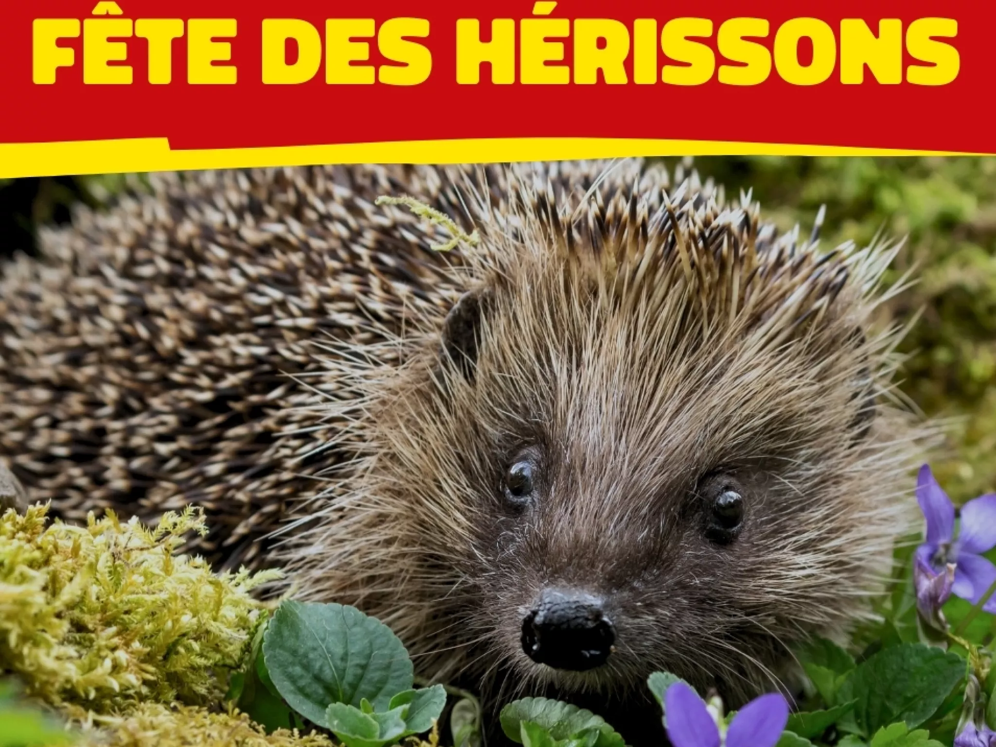 fêtedeshérissons
