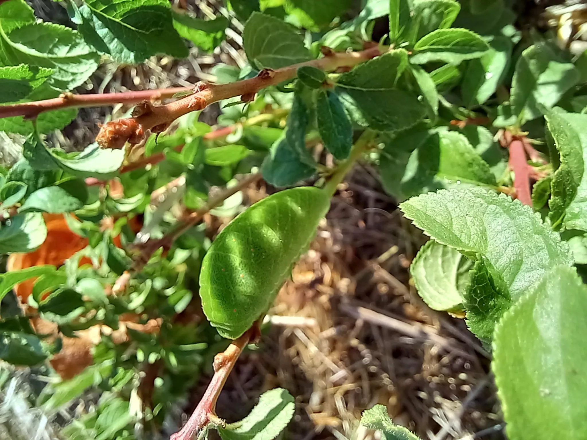 Chenille sur le terrain