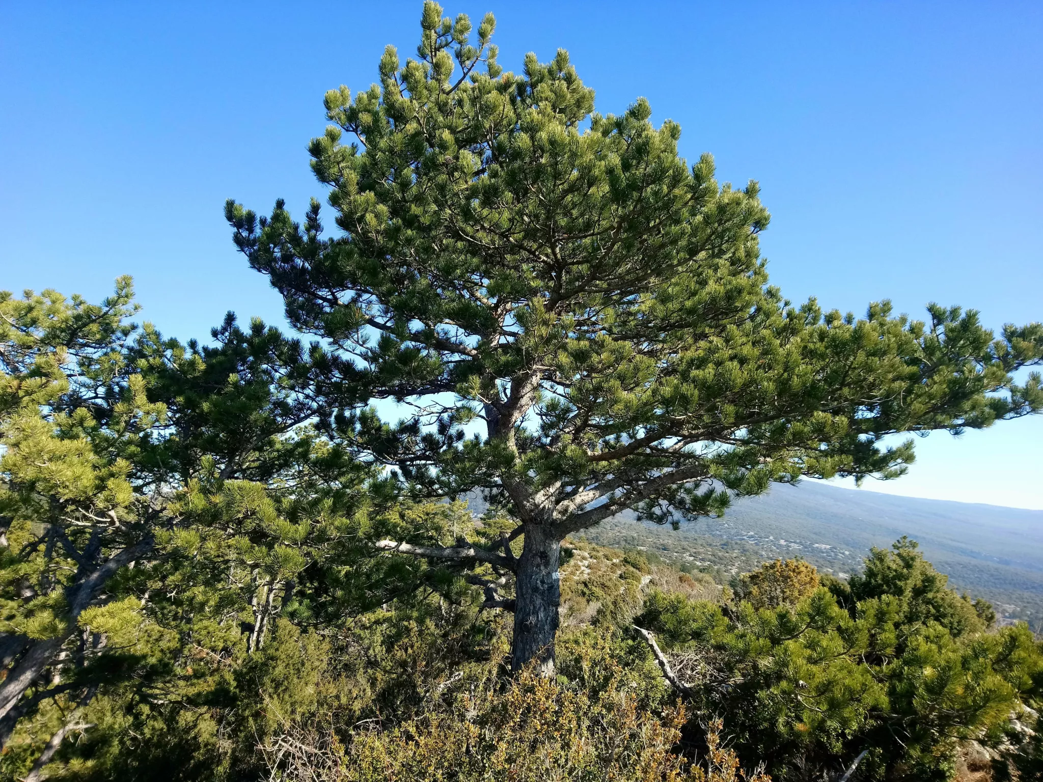 Arbre sur le Mont Ventoux