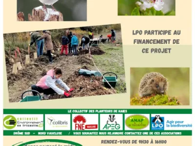 Affiche Richerenches